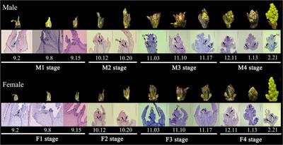 Integrated transcriptome and plant growth substance profiles to identify the regulatory factors involved in floral sex differentiation in Zanthoxylum armatum DC